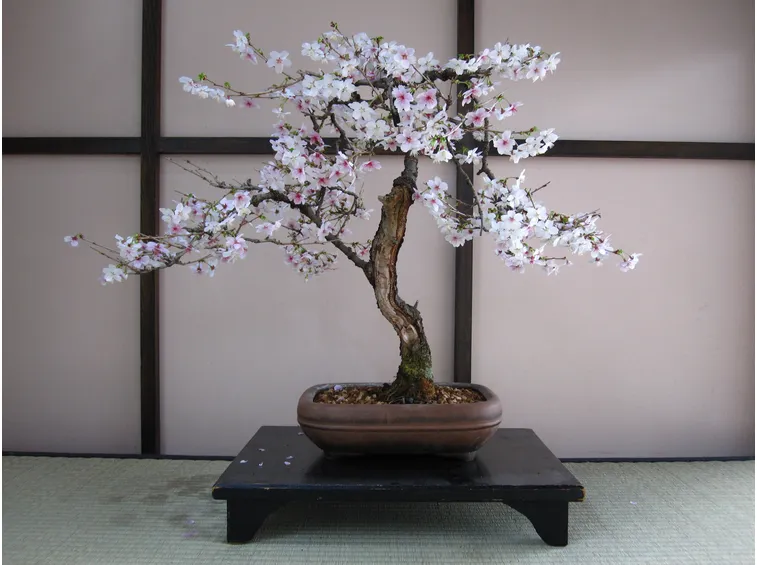 Fiori bonsai ciliegio