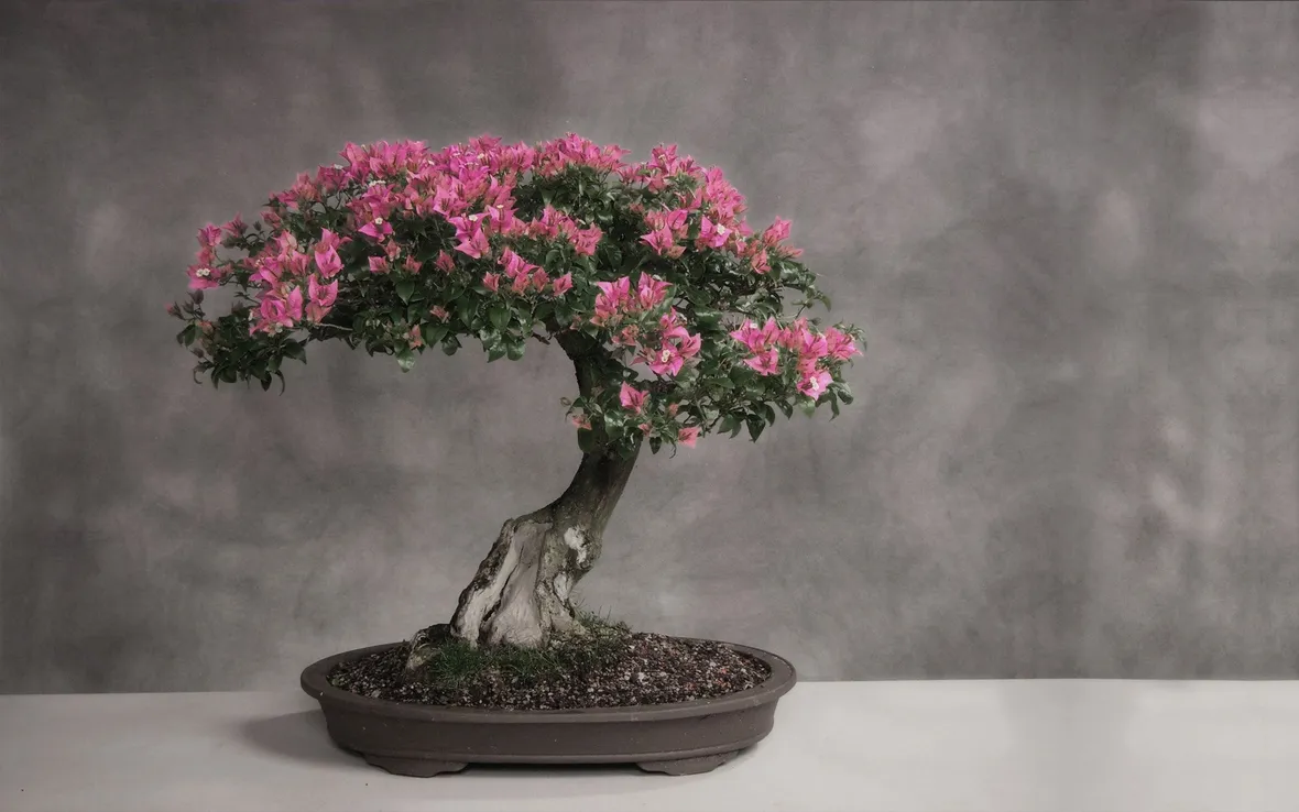 Bonsai ciliegio in fioritura