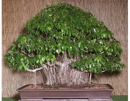 Bonsai ficus benjamin