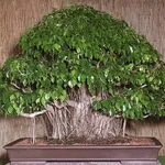 Bonsai ficus benjamin