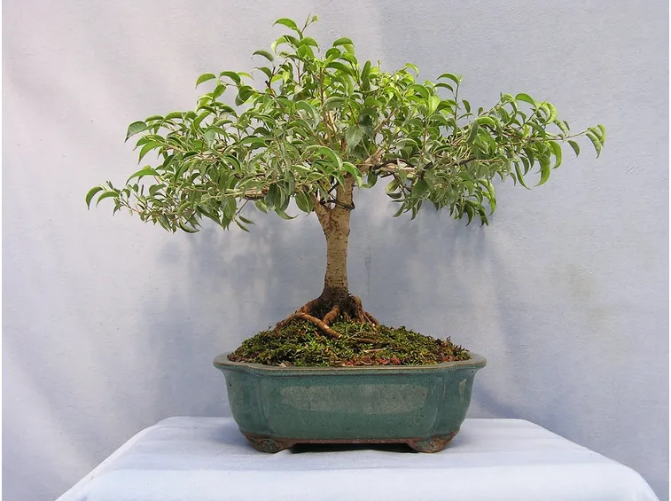 Ficus benjamin