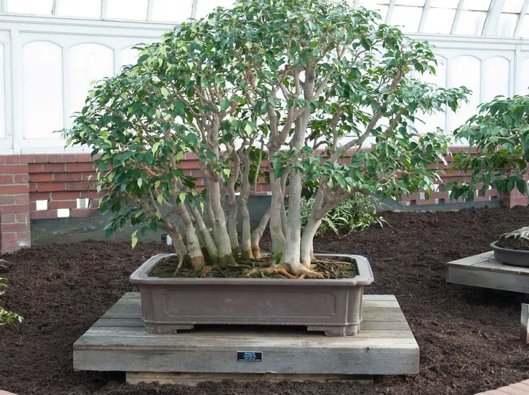 Cura bonsai