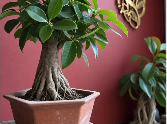 Bonsai Ficus Ginseng