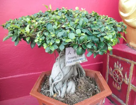 Bonsai Ficus Ginseng