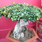 Bonsai Ficus Ginseng