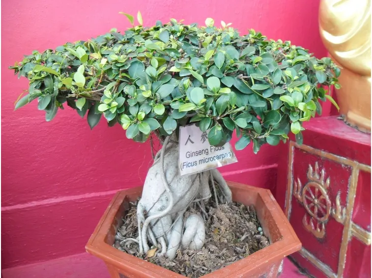 Bonsai Ficus Ginseng
