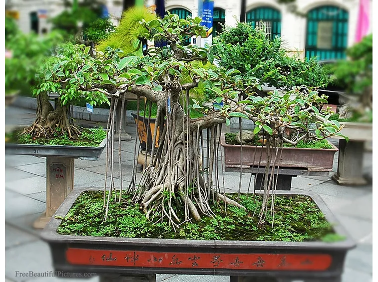 Un vecchio Bonsai Ficus