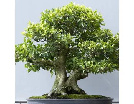 Bonsai ficus microcarpa