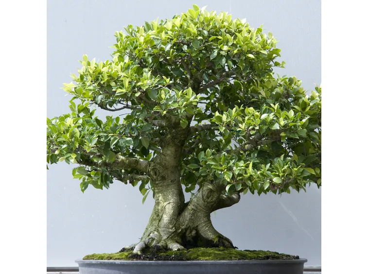 Bonsai ficus microcarpa