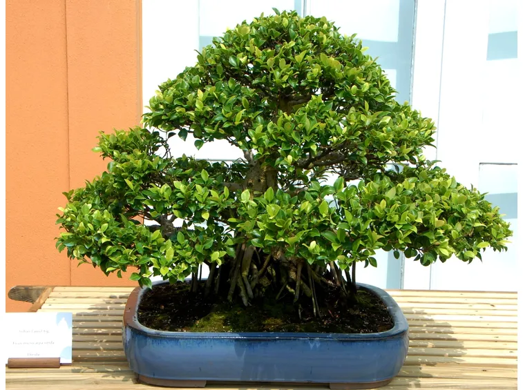 Splendido bonsai ficus microcarpa