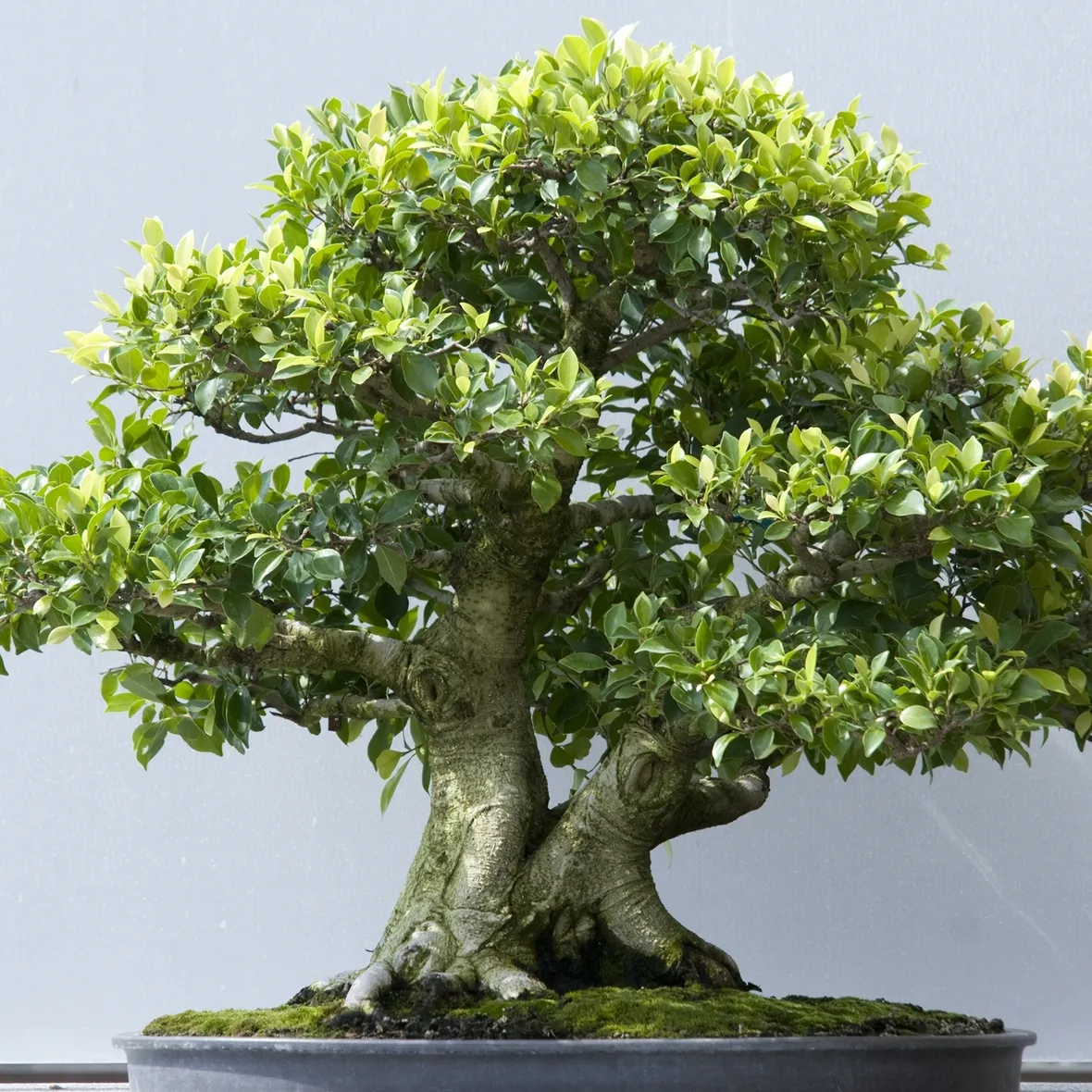 Bonsai ficus microcarpa