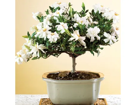 Fiori bonsai gardenia