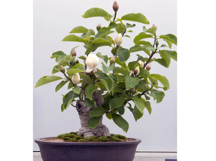 Potatura bonsai