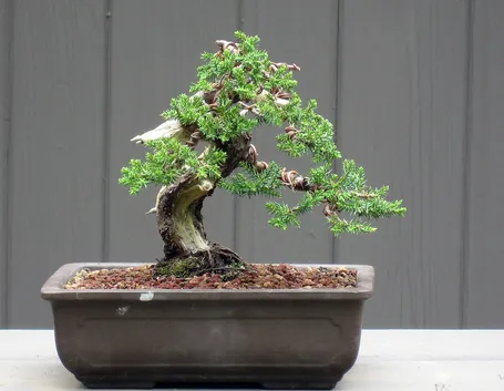 Bonsai in vaso