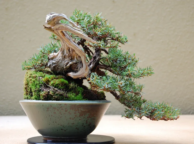 ginepro bonsai
