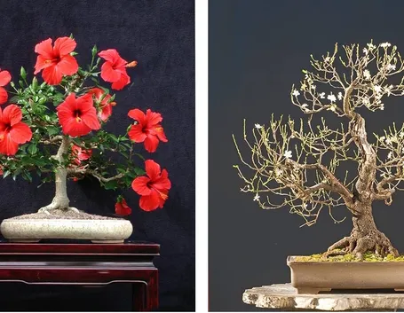 Bonsai Hibiscus con fiori rossi