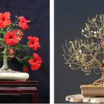 Bonsai Hibiscus con fiori rossi