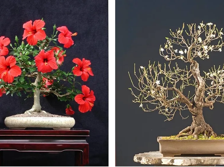 Bonsai Hibiscus con fiori rossi
