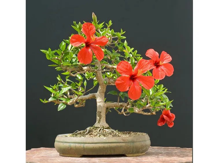 Ibisco bonsai