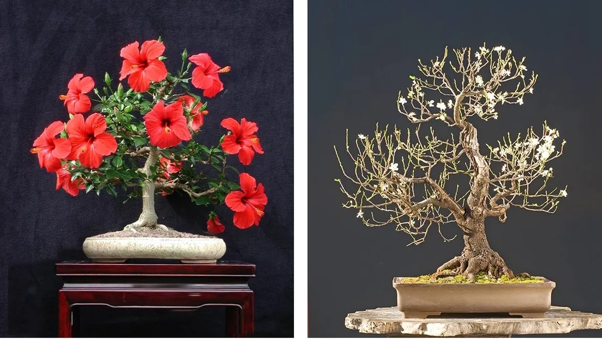 Bonsai Hibiscus con fiori rossi