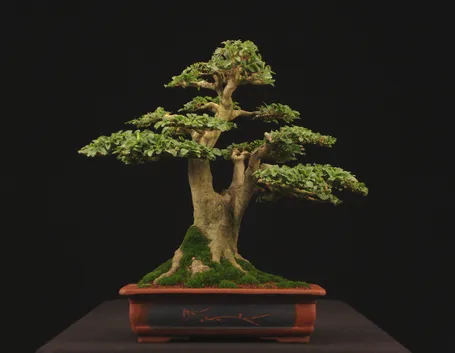 Pianta di Bonsai ligustrum