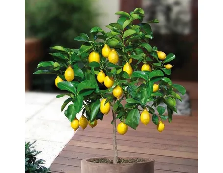 Un esempio di bonsai limone