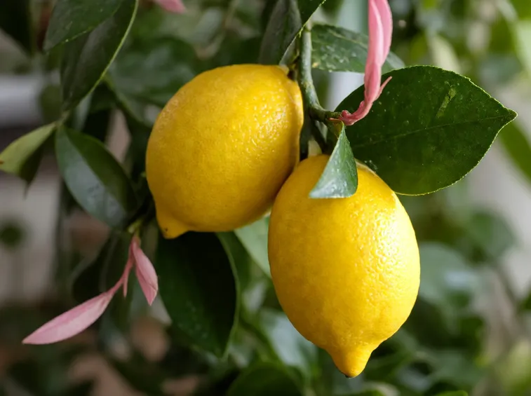 Il frutto del limone