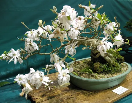 bonsai magnolia stellata