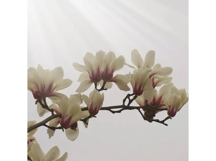 fiori magnolia