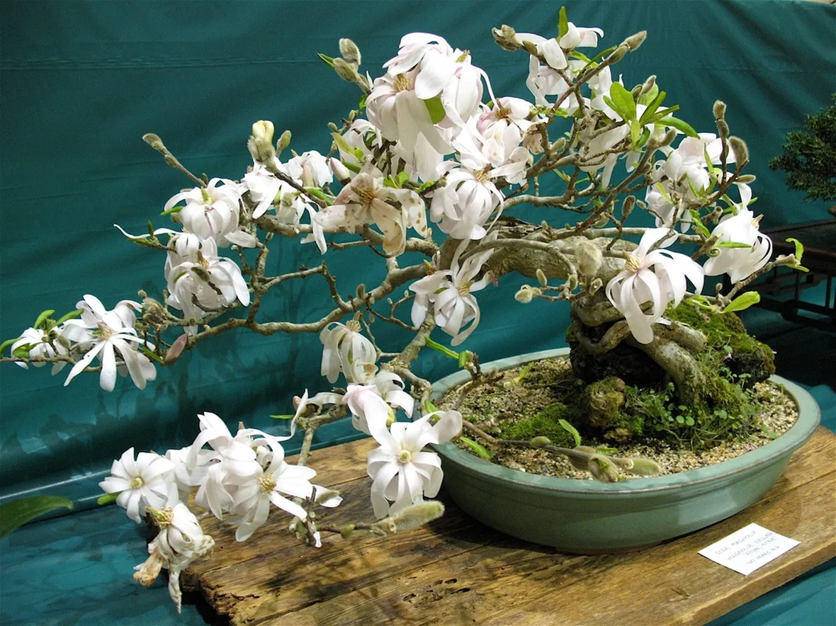 bonsai magnolia stellata