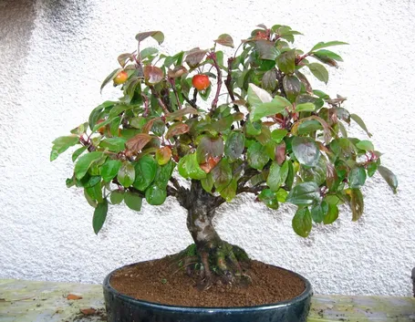 Esempio bonsai melo