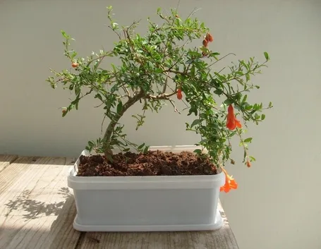 Bonsai melograno