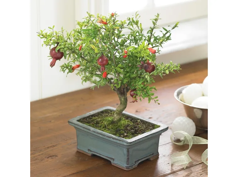 Bonsai frutti