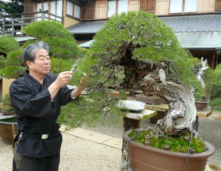 La cura di un bonsai