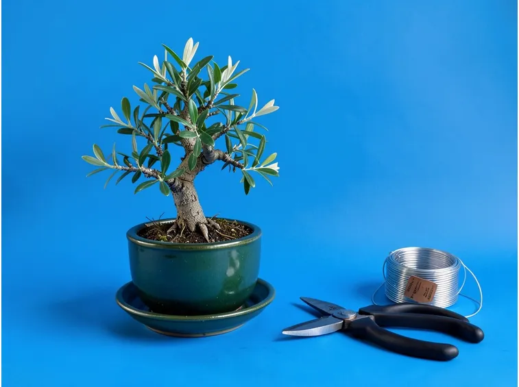 Strumenti per curare il bonsai di olivo