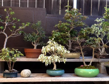 Il bonsai è una pianta delicata