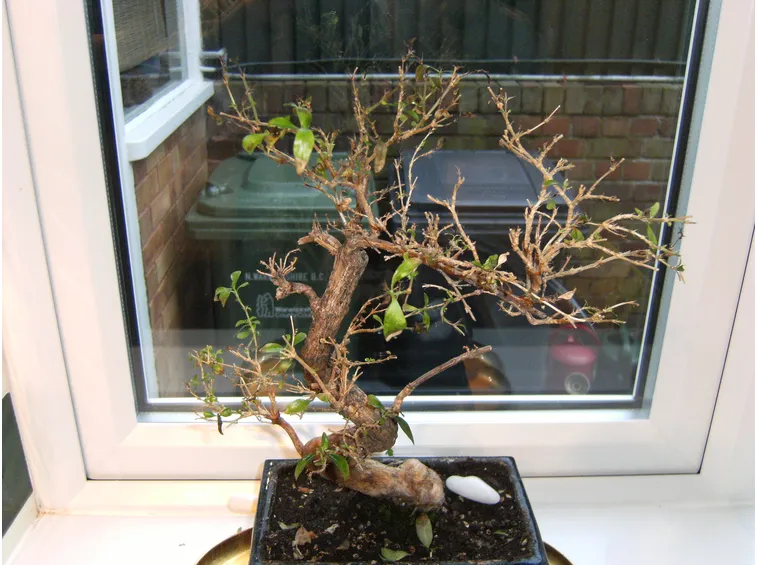 Il bonsai perde foglie