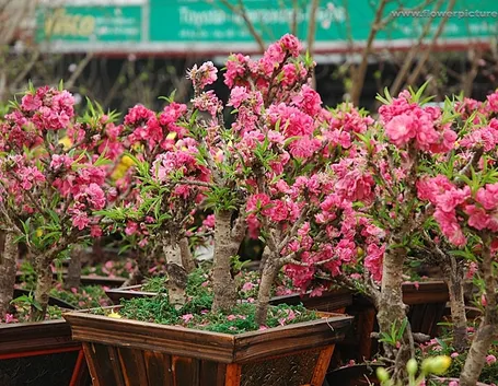 Bonsai di pesco in fiore