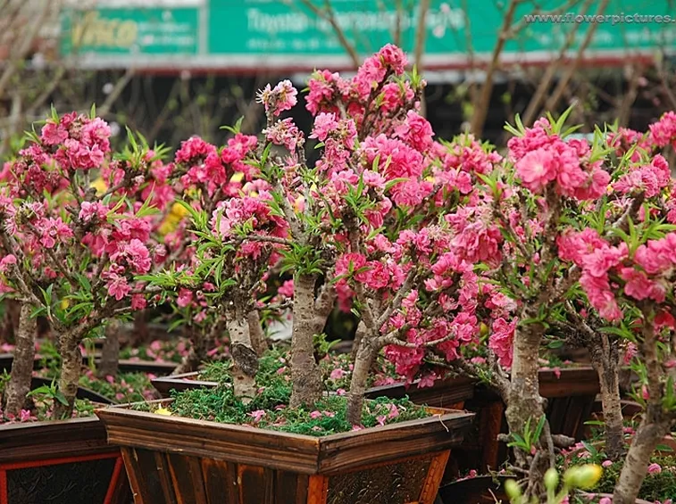 Bonsai di pesco in fiore