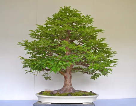 Bonsai quercia