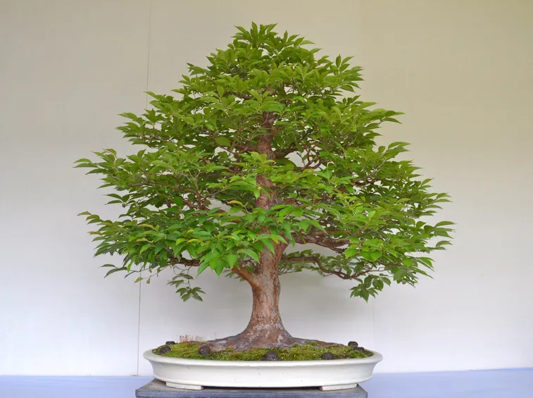 Bonsai quercia