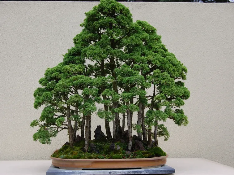 Suggestivo bonsai