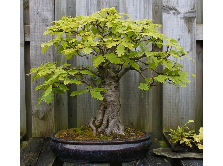 Cura bonsai