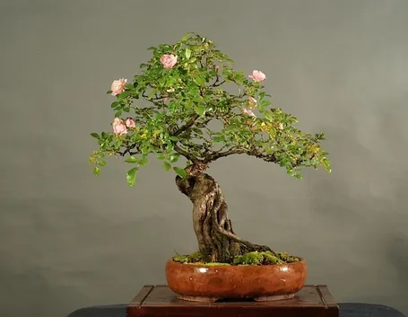 Bonsai rose