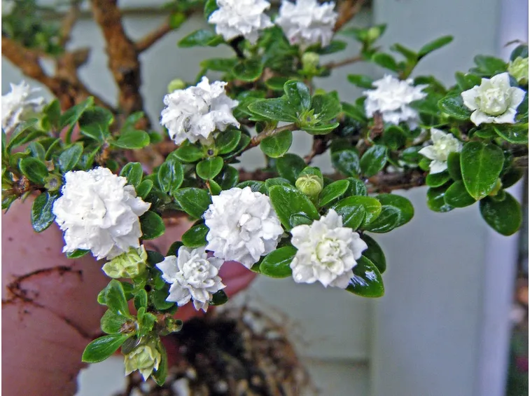 bonsai di rose