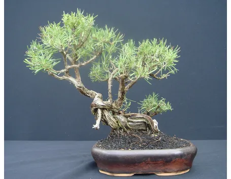 Bonsai di rosmarino