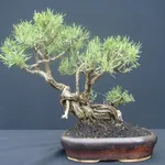 Bonsai di rosmarino