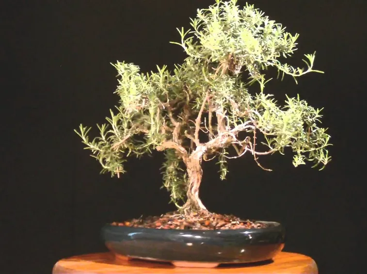 Bonsai di rosmarino