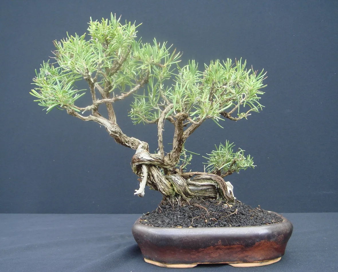 Bonsai di rosmarino