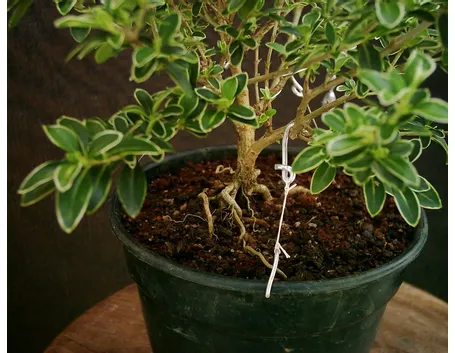 Il Bonsai Serissa